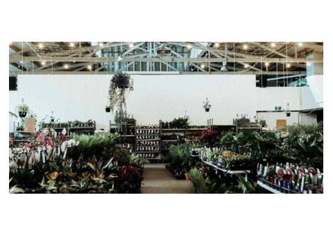 Get the Best Indoor Plants Perth | the Jungle Collective