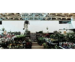 Get the Best Indoor Plants Perth | the Jungle Collective