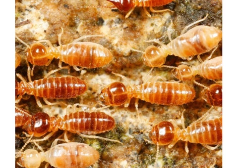 Bed Bugs Control Melbourne - 2/2