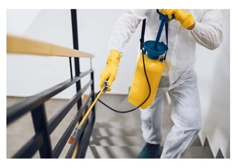 Pest Control Coorparoo - 2/5