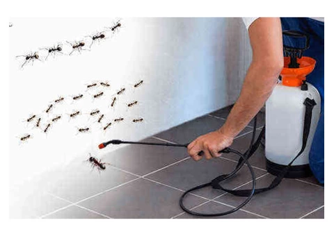 Pest Control Coorparoo - 3/5