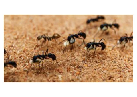 Pest Control Perth - 2/7