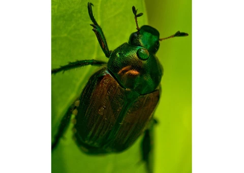Pest Control Perth - 4/7