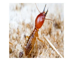 247 Termite Inspection Melbourne