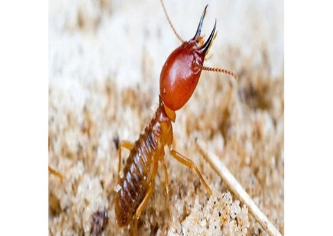 247 Termite Inspection Sydney - 1/3