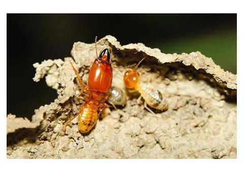 247 Termite Inspection Sydney - 3/3