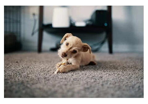 Carpet Cleaning Campbelltown