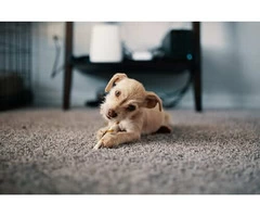 Carpet Cleaning Campbelltown