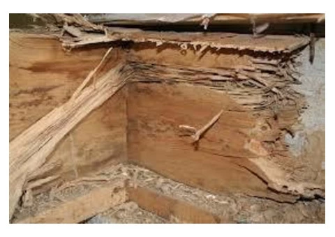 Does Your Property Need Termite Treatment? - 2/2