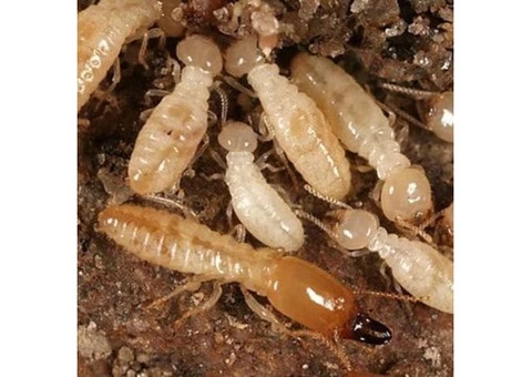 Pest Control Mountain Creek - 3/4