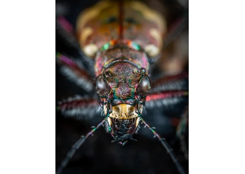 Cockroach Control & Removal Treatment