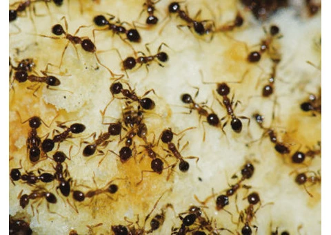 Pest Control Spring Hill - 1/5