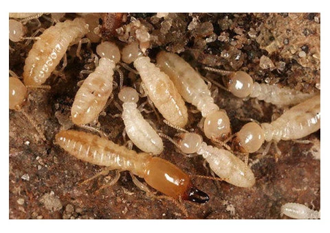 Pest Control Spring Hill - 4/5