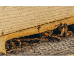 Pest Control Eagleby