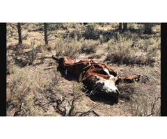 Dead Animal Removal Melbourne