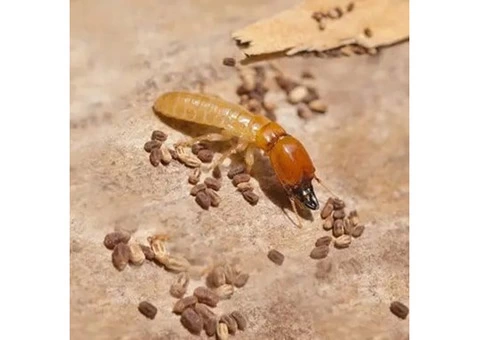 Pest Control Darling Point - 5/5