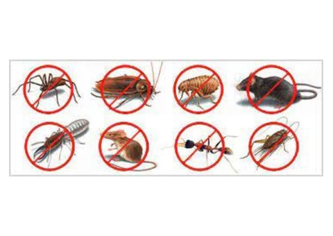 Pest Control Randwick - 3/4