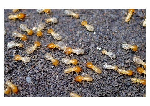 Pest Control Carrara - 4/5