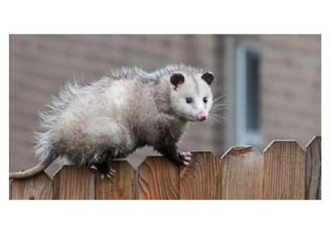 Pest Control Carrara - 5/5