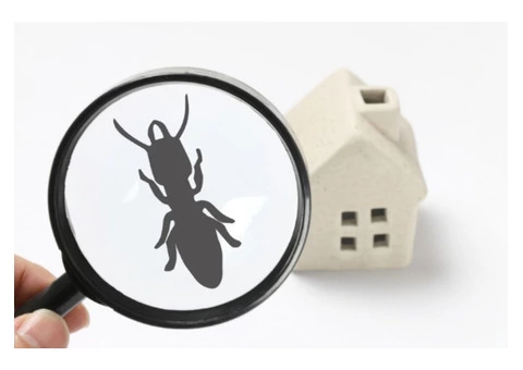 Pest Control Brisbane