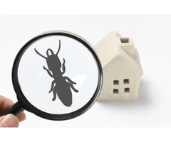 Pest Control Brisbane
