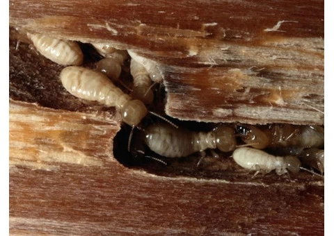 Pest Control Wahroonga - 2/7