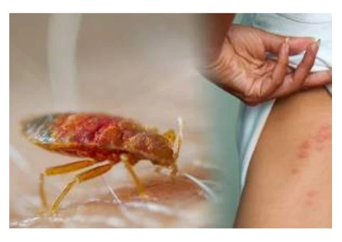 Pest Control Wahroonga - 3/7
