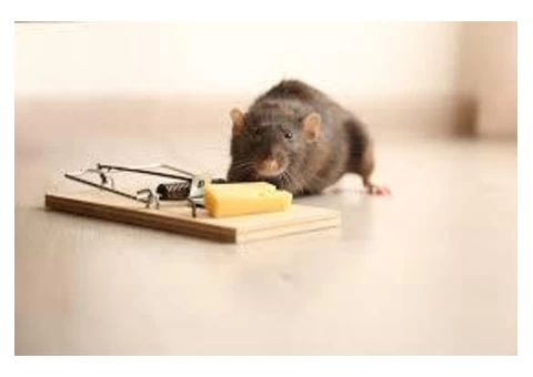 Pest Control Wahroonga - 5/7