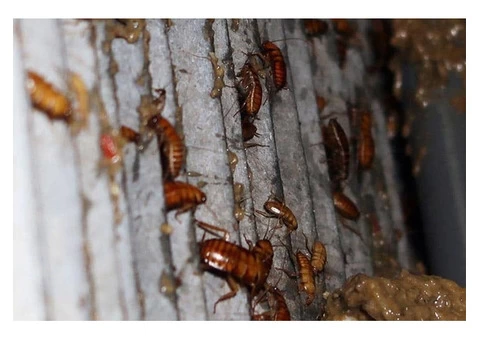 Pest Control Wahroonga - 7/7