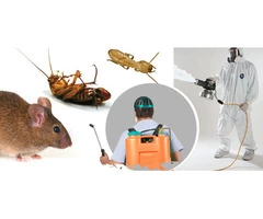 Pest Control Kallaroo