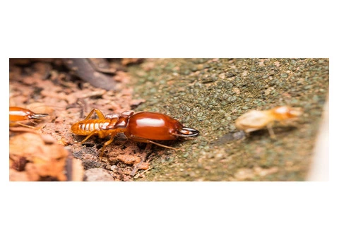 Pest Control Lesmurdie
