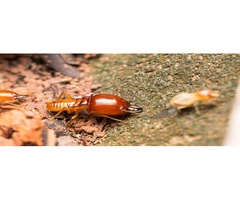 Pest Control Lesmurdie