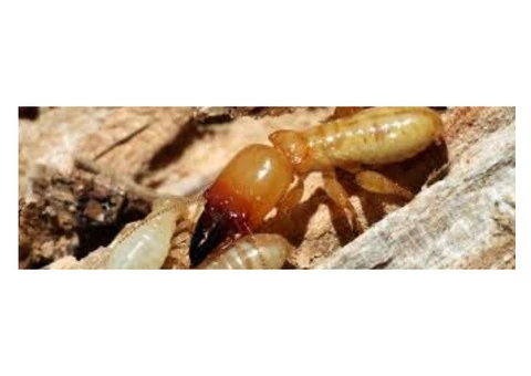 Pest Control Gidgegannup