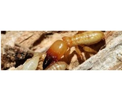 Pest Control Gidgegannup