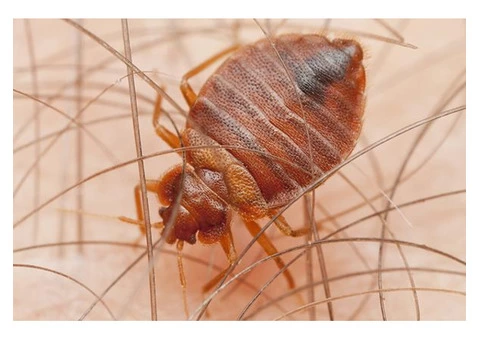 Pest Control Success - 2/5