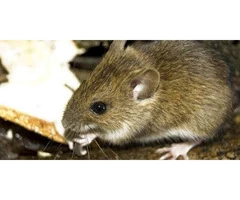 Pest Control Mosman Park