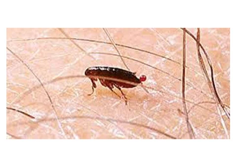 Pest Control Mosman Park - 8/8