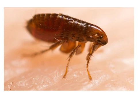 Pest Control Kingsley - 3/5