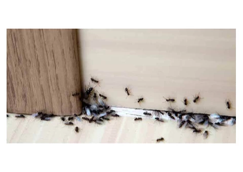 Pest Control Subiaco - 2/8