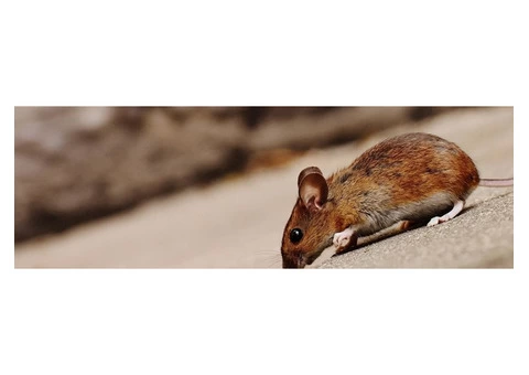 Pest Control Midland - 2/2