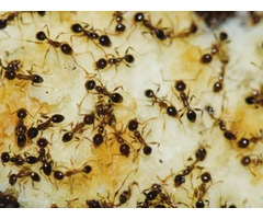 Pest Control Joondalup