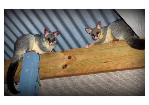 Pest Control Joondalup - 3/5