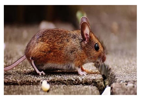 Pest Control Joondalup - 4/5