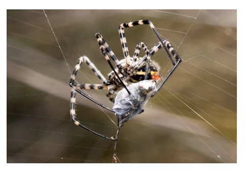 Pest Control Joondalup - 5/5