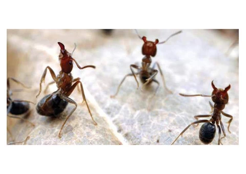 Pest Control Paradise Point - 3/7