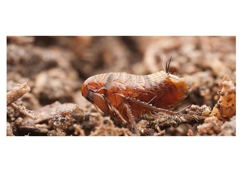 Pest Control Paradise Point - 4/7