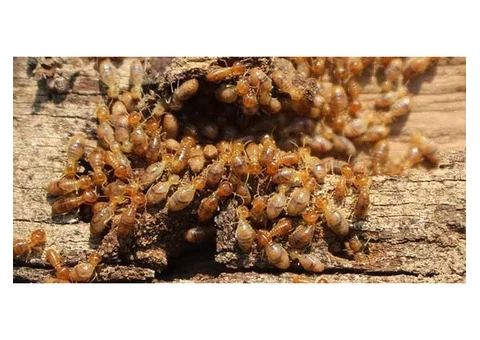 Pest Control Paradise Point - 5/7