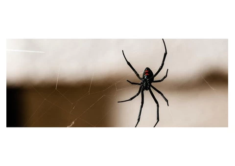 Pest Control Paradise Point - 6/7