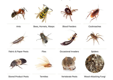 Pest Control Kogarah - 1/8