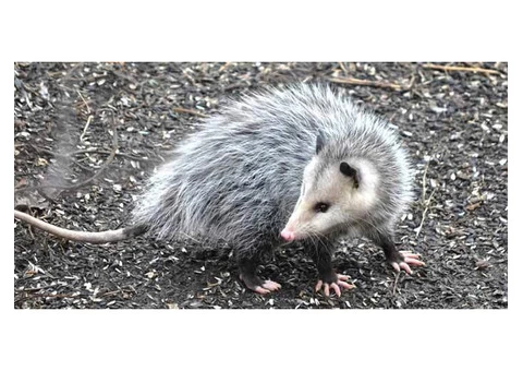 Pest Control Spiders Hobart - 2/8